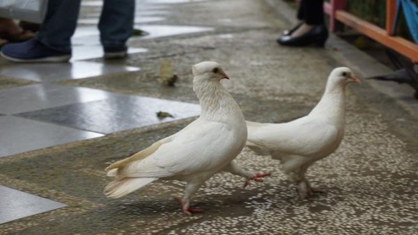 Liburan Keluarga, Cocoknya ke Taman Kebon Rodjo Blitar