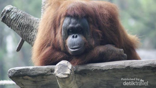 Liburan Sambil Lihat Aksi Jenaka Dari Hewan di Prigen Jatim
