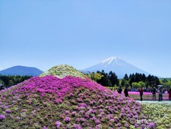 Liburan Seminggu di Jepang Cuma Habis Rp 6,5 Juta, Baca Ini Dulu