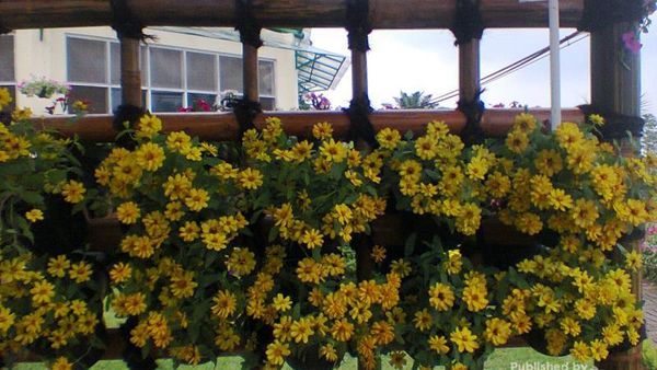 Liburan yang Berbunga-bunga di Cianjur