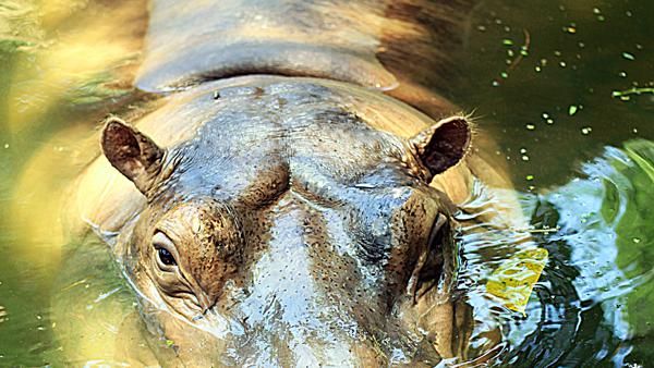 Maharani Zoo, Kebun Binatang dan Gua Keren di Lamongan