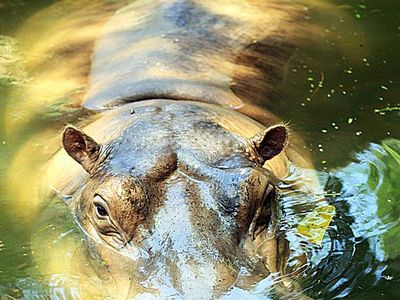 Maharani Zoo, Kebun Binatang dan Gua Keren di Lamongan