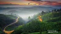 Manjain Mata Dulu di Kebun Teh Cukul Bandung