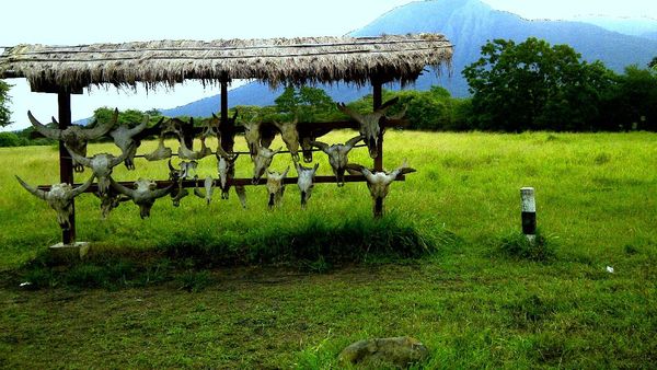 Mau Lihat Afrika? Datang Saja ke Baluran