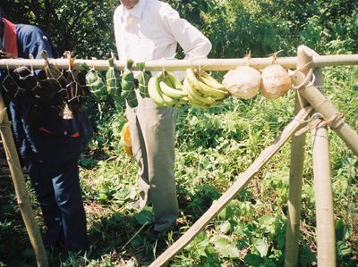 Melihat Ritual Penduduk Lokal di Pulau Enggano