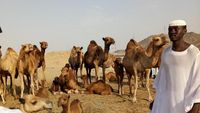 Melihat Unta Arab di Hudaibiyyah