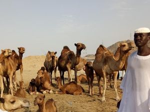Melihat Unta Arab di Hudaibiyyah