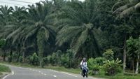 Membelah Hutan Menuju Danau Toba