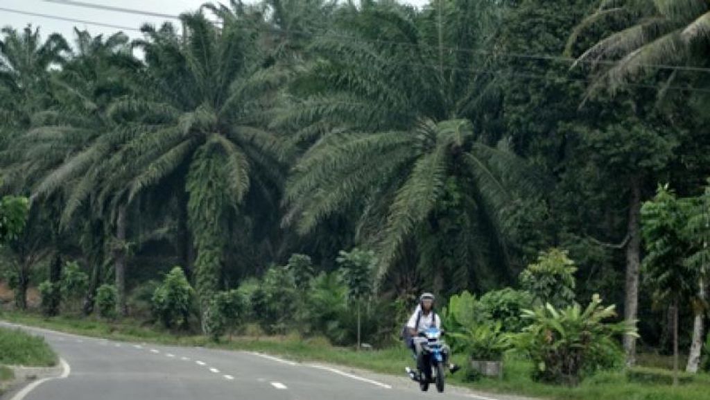 Membelah Hutan Menuju Danau Toba Membelah Hutan Menuju Danau Toba