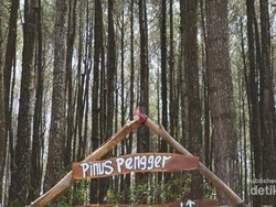 Mendatangi Hutan Pinus Paling Terkenal di Yogyakarta