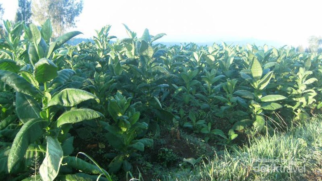 Menelusuri Ladang Tembakau di Lereng Gunung Sumbing, Jawa Tengah Menelusuri Ladang Tembakau di Lereng Gunung Sumbing, Jawa Tengah