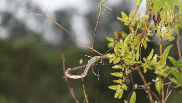 Mengintip Tingkah Lucu Orang Utan di Tanjung Puting