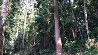 Menjelajahi Hutan Taman Nasional Gunung Gede Pangrango