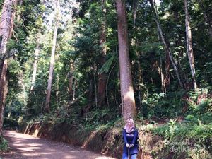 Menjelajahi Hutan Taman Nasional Gunung Gede Pangrango