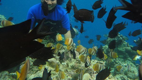 Menyelam di Bunaken, Jernih Banget!