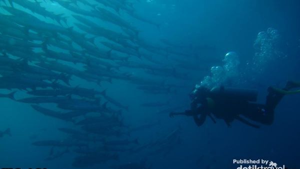 Menyelami Pesona Bawah Laut Wakatobi