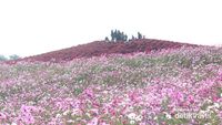 Musim Gugur di Jepang, Bisa Lihat Taman Bunga Cantik di Ibaraki