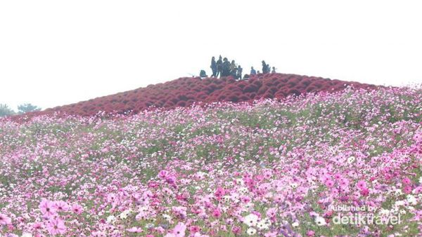 Musim Gugur di Jepang, Bisa Lihat Taman Bunga Cantik di Ibaraki