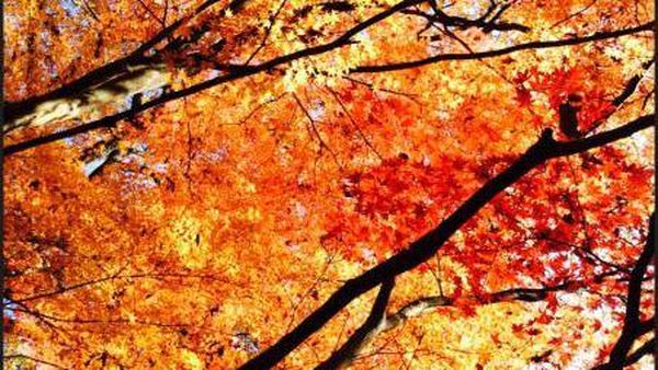 Musim Gugur yang Penuh Warna di Jepang