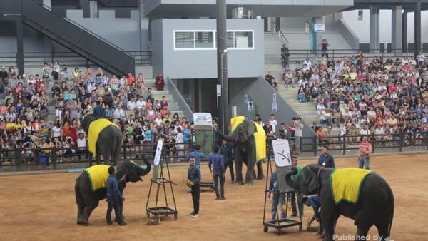 Nonton Pertunjukkan Gajah di Thailand, Bisa!