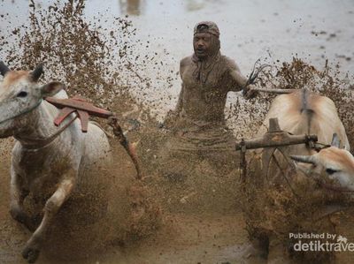 Pacu Jawi, Tradisi Ratusan Tahun di Sumatera Barat