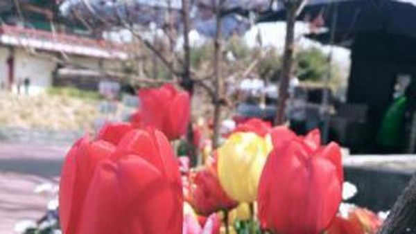 Pagi-pagi Menikmati Taman Indah di Seoul