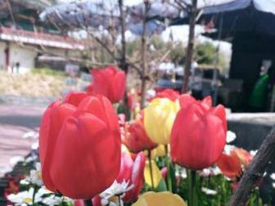 Pagi-pagi Menikmati Taman Indah di Seoul