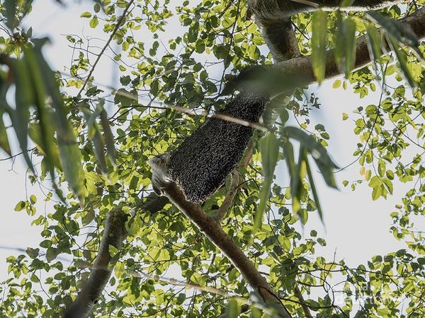 Panen Madu Hutan Flores Tanpa Rusak Alam, Keren!