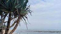 Pantai Ini Disebut Tanah Lotnya Jawa Timur