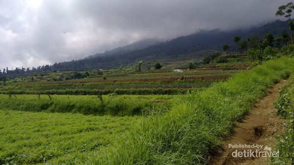 Penat di Kota? Yuk Kabur Ke Gunung Gede