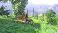 Perbukitan Hijau nan Segar di Manulalu, Flores