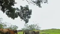 Percayalah, Ini Potret Alam Timor Tengah Selatan