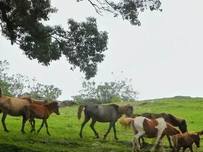 Percayalah, Ini Potret Alam Timor Tengah Selatan