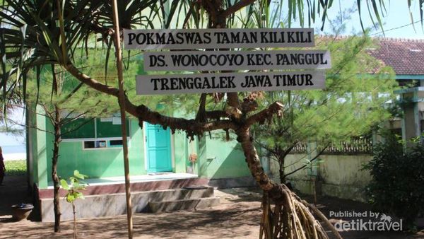 Perjalanan Panjang Tukik Penyu Sebelum ke Laut