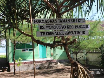 Perjalanan Panjang Tukik Penyu Sebelum ke Laut