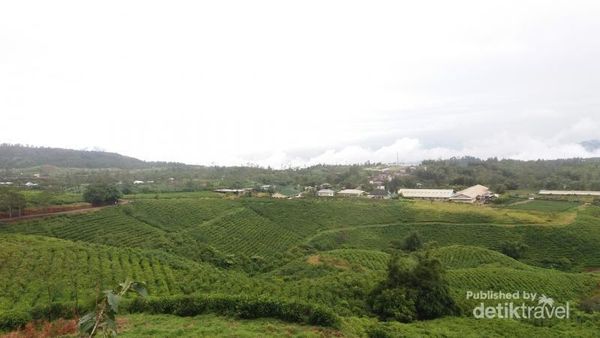 Puncak di Jawa Barat? Bukan, Ini Dekat Makassar