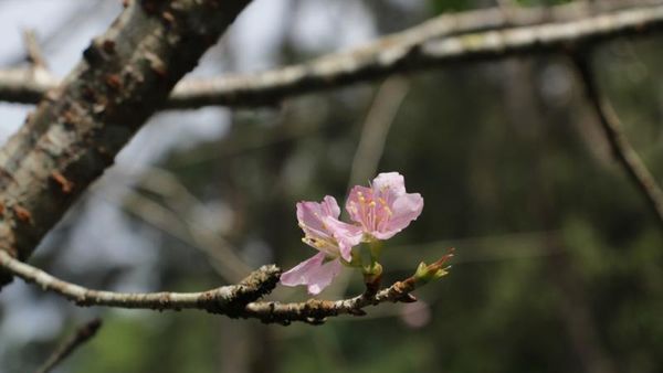 Saat Bunga Sakura Bermekaran di Cibodas