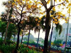 Saat Tabebuya Mekar di Serpong, Serasa di Luar Negeri