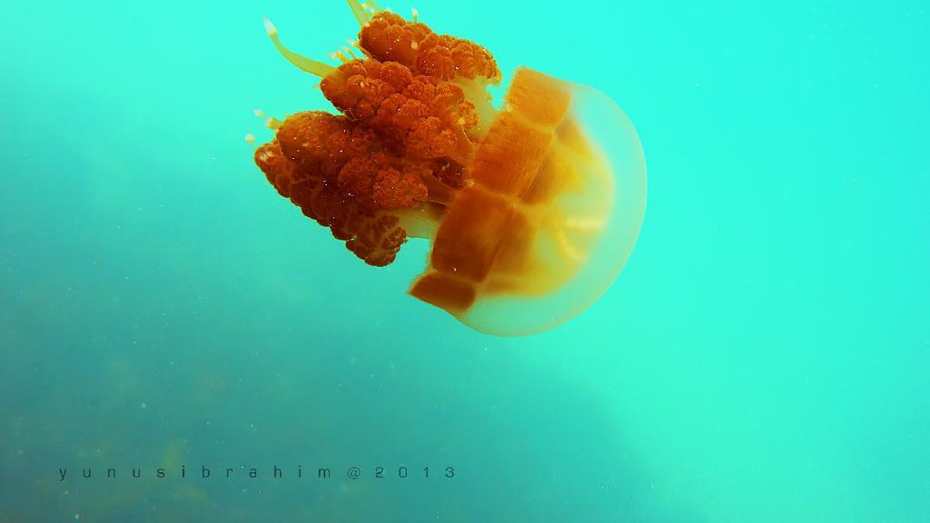 Saingan Raja Ampat Ada di Derawan, Kaltim Saingan Raja Ampat Ada di Derawan, Kaltim