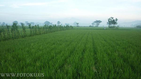 Sejuknya Kabut dan Embun Pagi di Imogiri, Yogyakarta