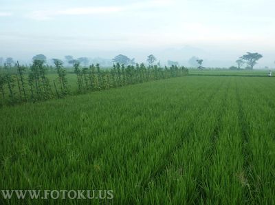 Sejuknya Kabut dan Embun Pagi di Imogiri, Yogyakarta