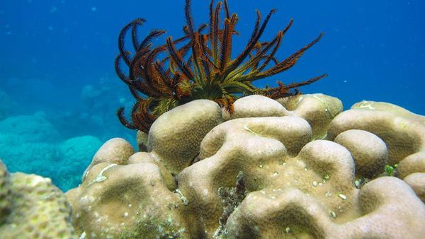 Seperti Inilah Bawah Laut Karimunjawa