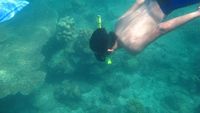 Snorkeling di Pulau Harapan