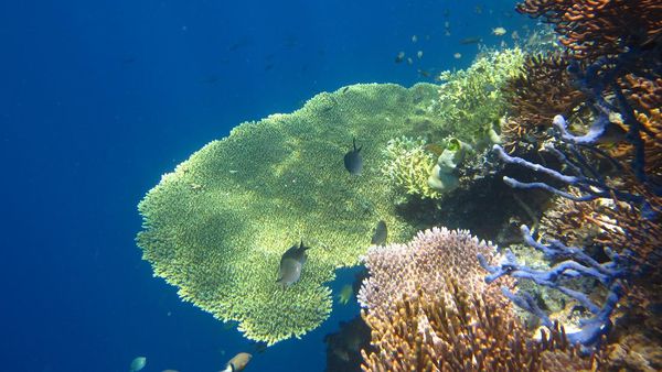 Snorkeling di Pulau Menjangan Bali, Mantap!