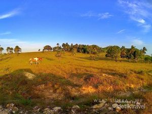 Sumba Selalu Bikin Rindu