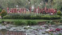 Tabebuya, Si Cantik di Jakarta Selatan