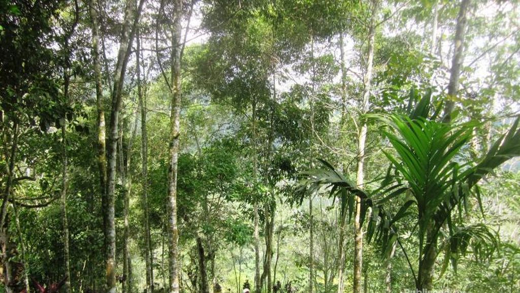 Tak Cuma Pantai, Bali Juga Punya Air Terjun Cantik! Tak Cuma Pantai, Bali Juga Punya Air Terjun Cantik!