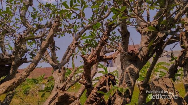 Tak Lagi Seram, Klaten Punya Kamboja Park yang Memikat