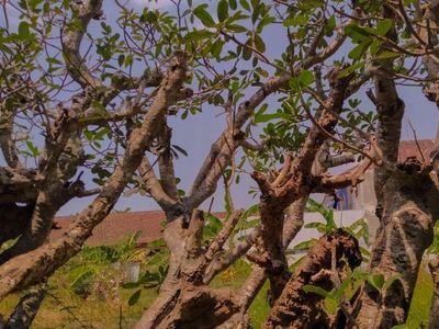 Tak Lagi Seram, Klaten Punya Kamboja Park yang Memikat