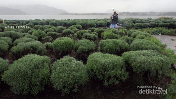 Taman Anti Mainstream di Jepang